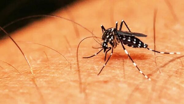 El arma del dengue para invadir fácilmente el organismo humano