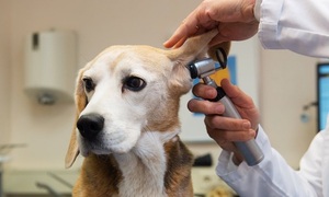 Los perros y los problemas de oído | Telefuturo