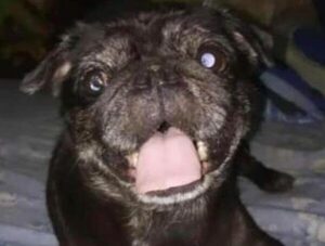 Alertan sobre venta en redes sociales de mascotas secuestradas · Radio Monumental 1080 AM