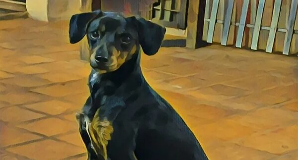 Tom - Encontrá a tu mascota - ABC Color