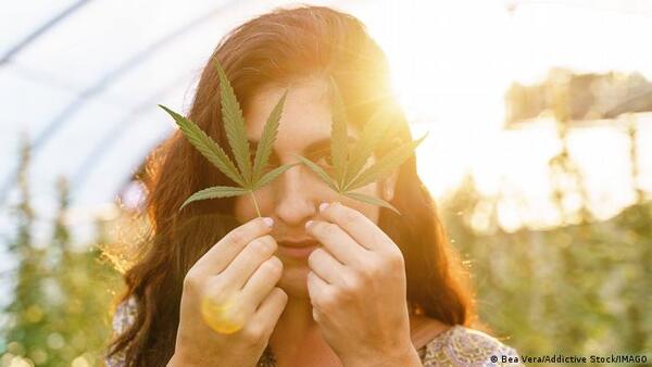 Alemania planea legalizar el consumo de cannabis, con límites