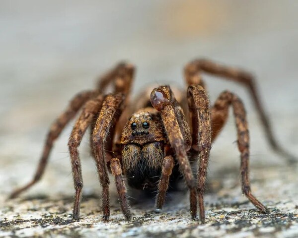 DESCUBREN NUEVA ESPECIE DE TARÁNTULA EN ECUADOR