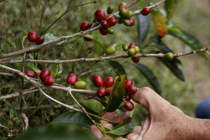 La producción de café de Colombia cae un 13 % en marzo - MarketData