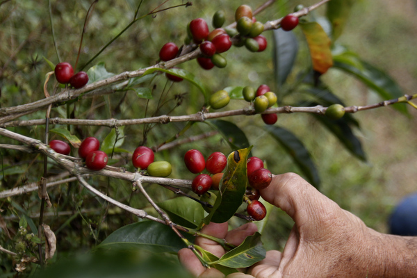 La producción de café de Colombia cae un 13 % en marzo - MarketData