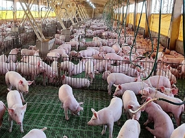 Taiwaneses re reafirman como principales consumidores de carne de cerdo paraguaya - La Tribuna
