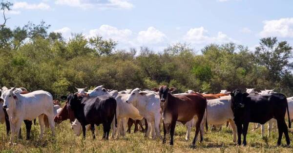 La Nación / Mesa de la Carne resalta gran aporte de la ganadería