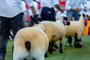 Todo listo para el juzgamiento de la Nacional de Hampshire Down