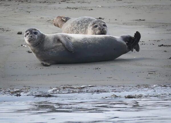 Foca monje del Mediterráneo buscada por expertos albaneses - Ciencia - ABC Color