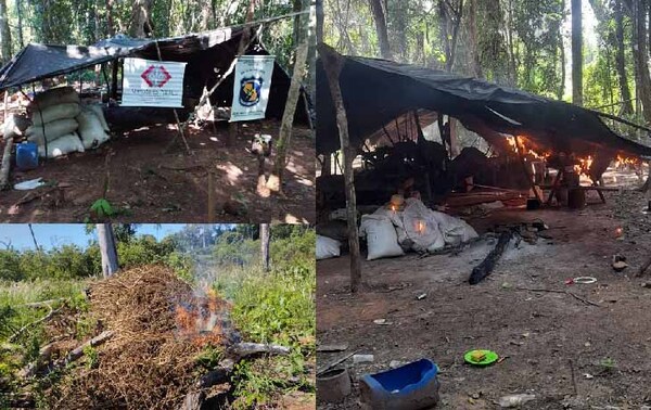 Tras allanamiento destruyen parcelas de plantación de marihuana en Caaguazú – Prensa 5