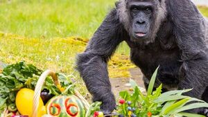 La gorila más vieja del mundo cumple 66 años en el zoo de Berlín