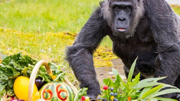 La gorila más vieja del mundo cumple 66 años en el zoo de Berlín