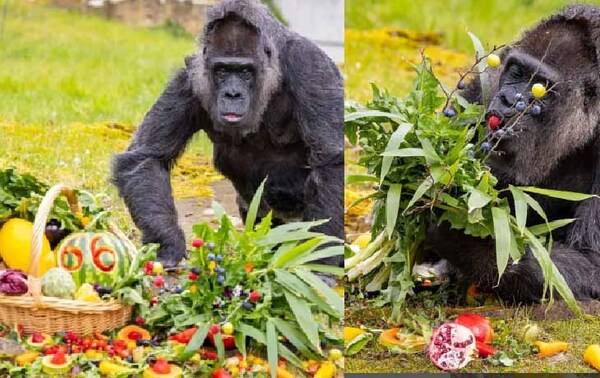 La gorila más vieja del mundo cumple 66 años en el zoo de Berlín – Prensa 5