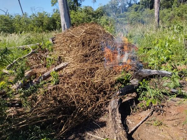 Destruyen plantaciones de marihuana en reservas naturales del campo Morombí - Nacionales - ABC Color