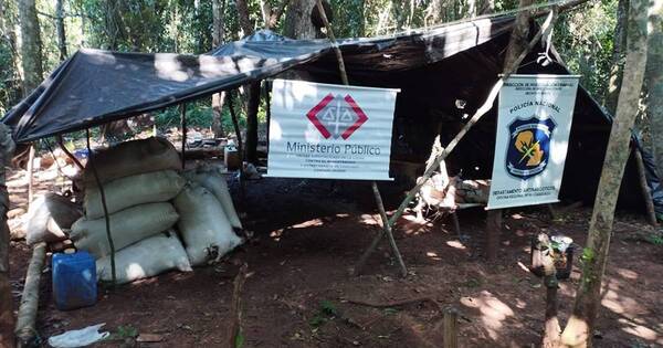 La Nación / Tras allanamiento, destruyen parcelas de plantación de marihuana en Caaguazú