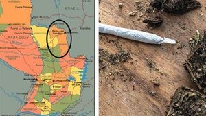 Macoña paraguaya es considerada la peor hierba del mundo