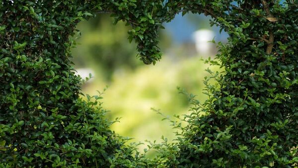 Atraer amor con la naturaleza