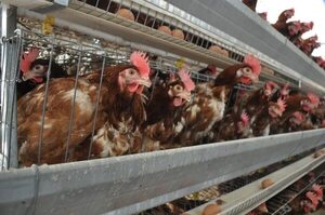 Chile cierra campus universitario por sospechas de aves con gripe aviar - Mundo - ABC Color