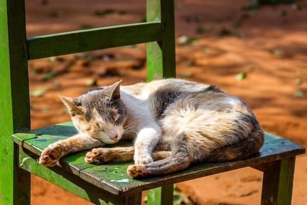 Entraron a robar a una casa y se llevaron hasta el gato en Presidente Franco