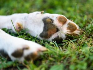 Dos años de cárcel para hombre que mató violentamente a un perro - Unicanal