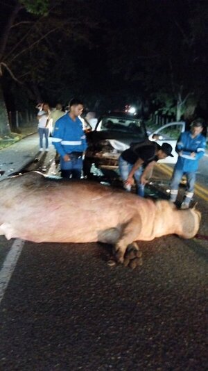 MUERE UN HIPOPÓTAMO DE PABLO ESCOBAR EN ACCIDENTE DE TRÁNSITO