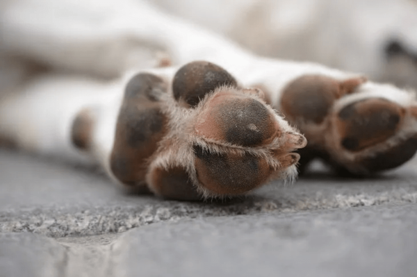 Condenan con pena máxima a hombre que mató violentamente a un perro - Noticiero Paraguay