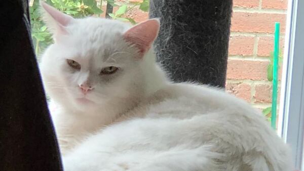 Entraron a robar una casa y ni el gato se salvó