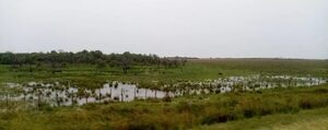 Lluvia trae alivio a productores de Ñeembucú - Economía - ABC Color