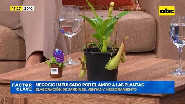 Video: Negocio impulsado por el amor a las plantas - Factor Clave - ABC Color