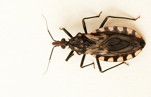 Diario HOY | La enfermedad de Chagas mata a 10.000 personas al año en América Latina