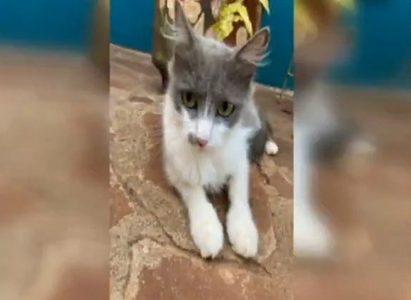 Mondaha se llevaron dinero, joyas, compu y hasta al gato