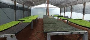 Lluvias favorecen a la buena producción de diversos cultivos agrícolas en Paraguarí - Economía - ABC Color
