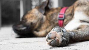 Maltrato animal: condena máxima para un hombre que degolló a un perro