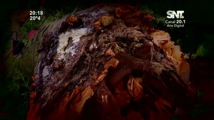 Frondoso árbol cayó sobre una vivienda - SNT