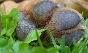 Condenan a un arriero infeliz que mató violentamente a un perro en Misiones