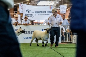 EN VIVO – Seguí el juzgamiento de la Nacional Hampshire por COPA TV