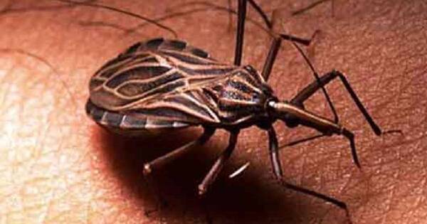 La Nación / Unas 10.000 personas mueren al año por la enfermedad de Chagas en Latinoamérica