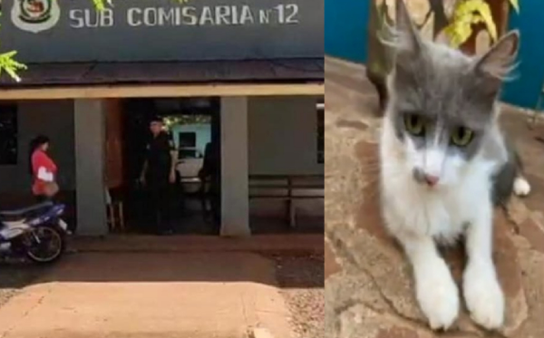 Entraron a robar a una casa y se llevaron hasta el gato en Presidente Franco - Noticiero Paraguay