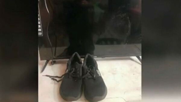Delincuentes chocaron y volcaron tras robar un calzado y una tele
