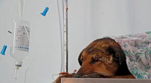 CONDENA MÁXIMA PARA UN HOMBRE POR MATAR VIOLENTAMENTE A UN PERRO
