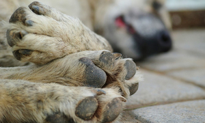 Condena a un hombre que mató violentamente a un perro en Santa María, Misiones - OviedoPress