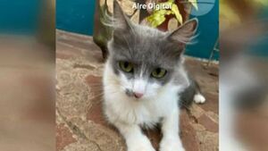Delincuente ingresa a robar una casa y se lleva al gato de la familia