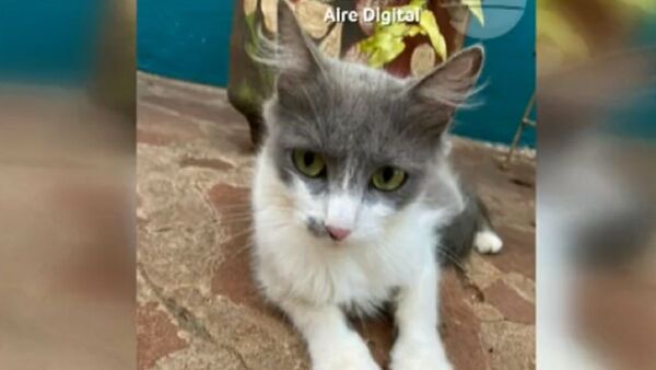 Delincuente ingresa a robar una casa y se lleva al gato de la familia