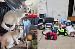 HORROR: UNA MUJER ACUMULABA GATOS, LOS CONGELABA EN EL FREEZER Y LOS COCINABA EN GUISOS