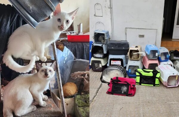 HORROR: UNA MUJER ACUMULABA GATOS, LOS CONGELABA EN EL FREEZER Y LOS COCINABA EN GUISOS