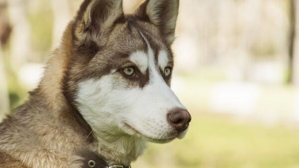 Atropelló a un perro y no se quedó a socorrerlo, denuncian