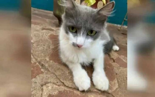 Delincuente ingresa a robar una casa y se lleva al gato de la familia en Presidente Franco – Prensa 5