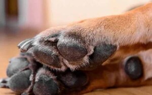 Condenan con pena máxima a hombre que mató violentamente a un perro en Misiones – Prensa 5