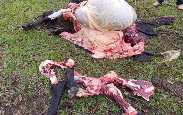 Abigeos faenan una vaca preñada en el barrio Primero de Marzo de Coronel Oviedo – Prensa 5