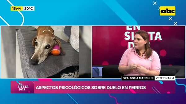 Video: Aspectos psicológicos sobre el duelo en perros - Ensiestados - ABC Color