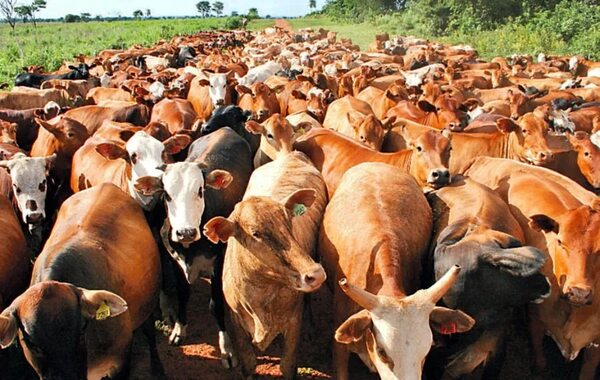 Buscan crear registro de identificación animal - Nacionales - ABC Color